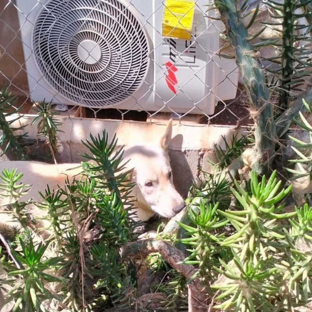 Rescatan a Perro Atrapado Entre Cactus en San Vicente, Ensenada